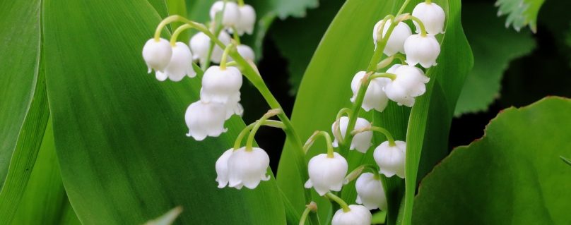Le 1er Mai ,c’est la fête du travail et la fête du muguet, mais pourquoi ?